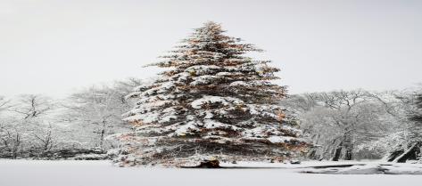 Start  ASAP??Both native and non-native are acceptable??