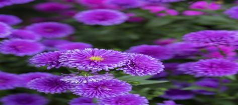 Schoolwide Art Teacher