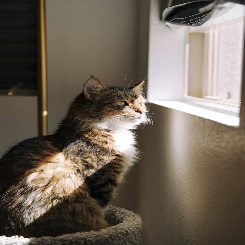 Stranger in the Mirror: When Being Seen Feels Like Being Displayed